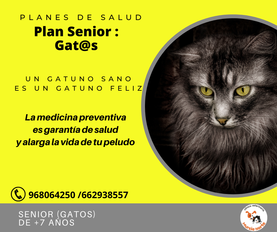 Plan Gato Senior: gatos mayores de 7 aos